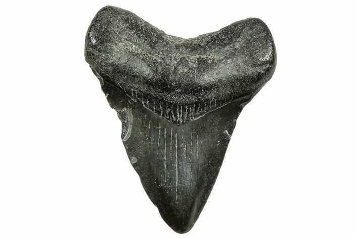 Juvenile Megalodon Tooth - South Carolina #326343
